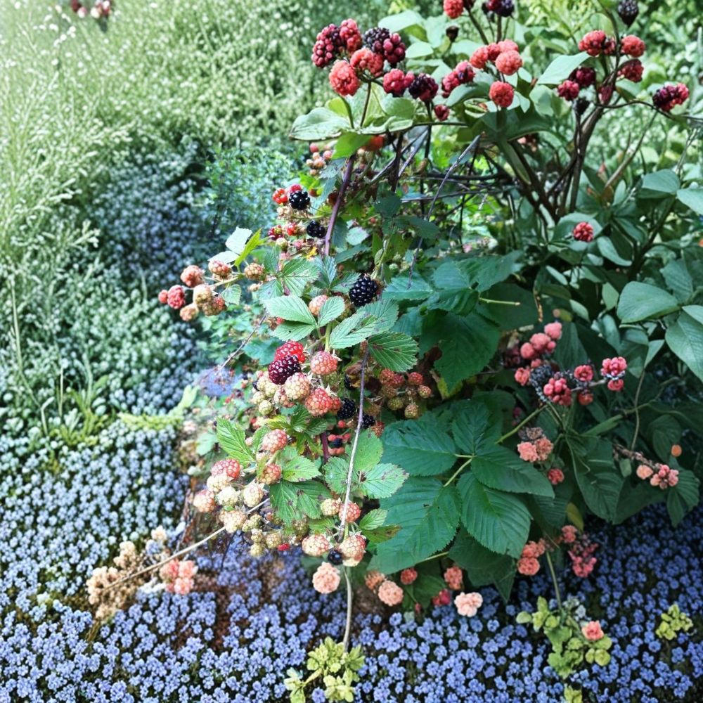 Triple Crown Thornless Blackberry Plants – Rubus fruticosus Starter Plugs | Set of 3 | Large Sweet Berries | High-Yield Variety | Bare Root Berry Plants