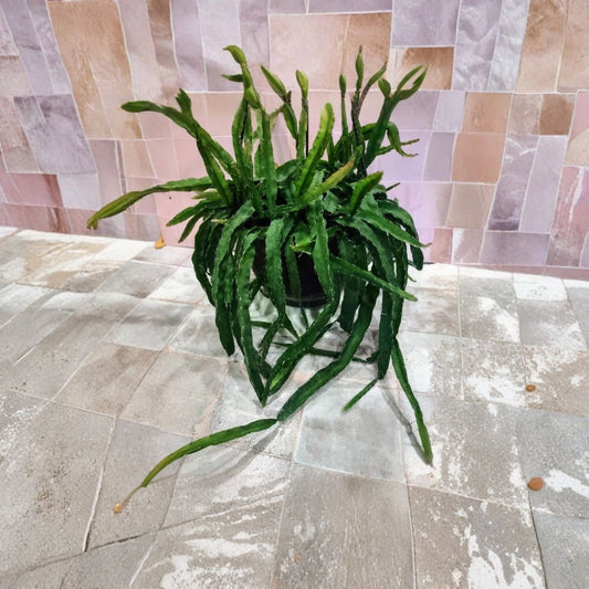 Lepismium Cruciforme – Hurricane Cactus Flat Form Cutting | Unrooted Jungle Cactus | Trailing Hanging Plant | Easy to Grow Epiphytic Cactus