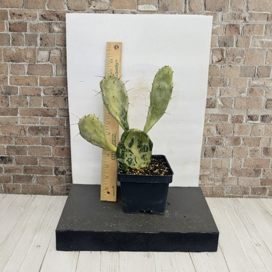 Drooping Prickly Pear – Opuntia monacantha Live Rooted Plant | 4–10 Inches Tall | Ships Dry Rooted  Fast Growing Cactus | Ornamental & Hardy | Easy Care
