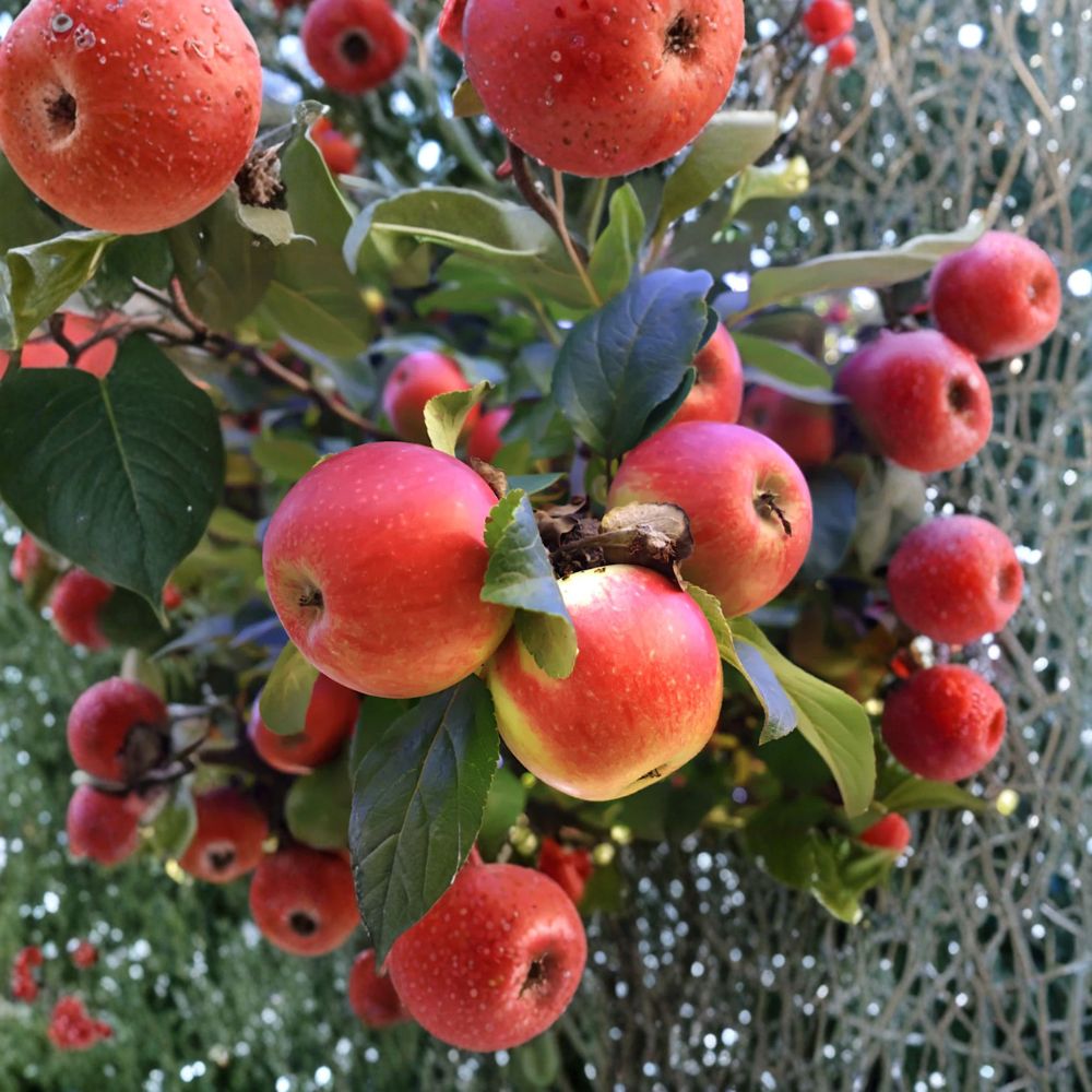 Beverly Hills Apple Tree – Malus domestica Live Dwarf Tree | 3 Feet Tall | Low Chill Apple Variety | Warm Climate Orchard Tree