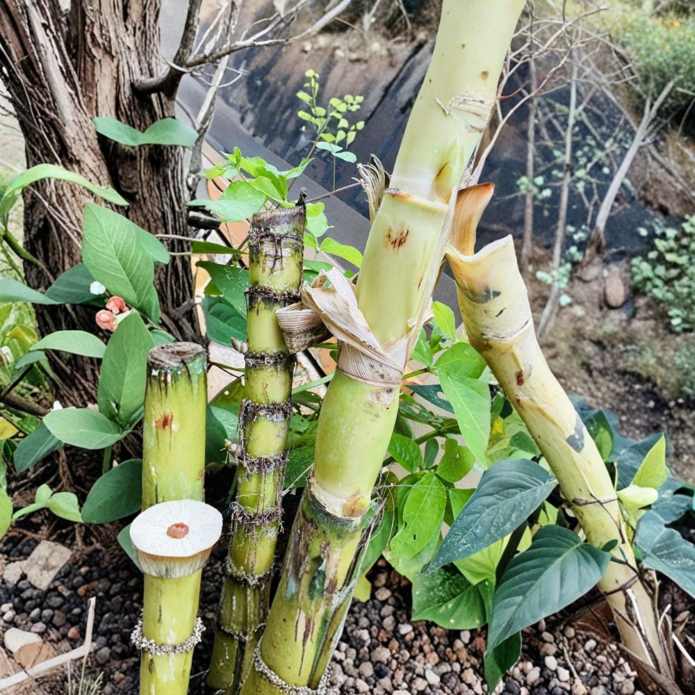 Green Sugarcane Cuttings – 5 Fresh Cuttings | Sweet Juicy Sugarcane Plant | Easy to Grow Edible Plant | Tropical Garden Starter | Fast Growing
