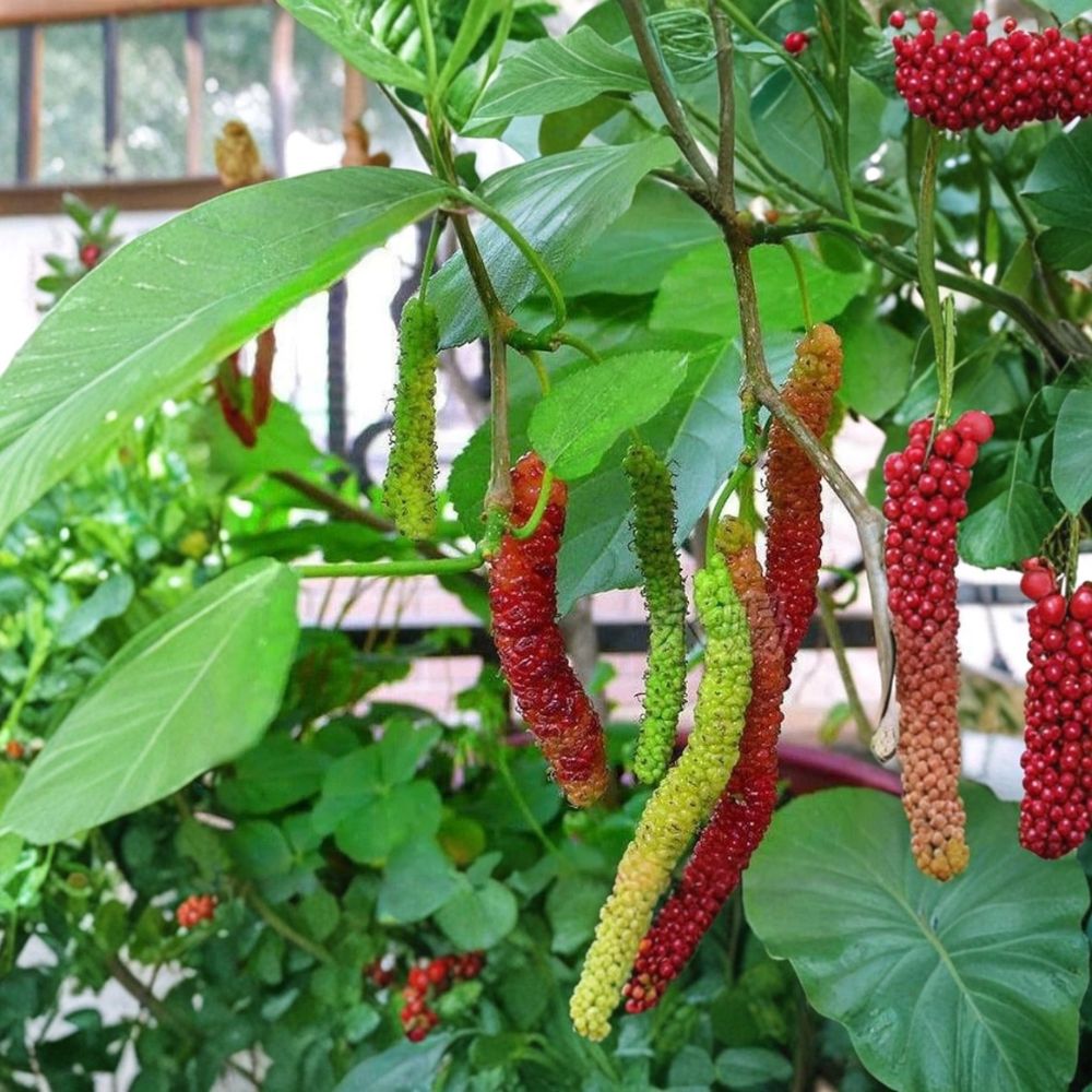 Pakistan Mulberry Tree – Morus macroura Live Plant | 6–8 Inch Starter | Long Sweet Mulberry Fruit Tree | Tropical Berry Plant | Container & Garden Friendly