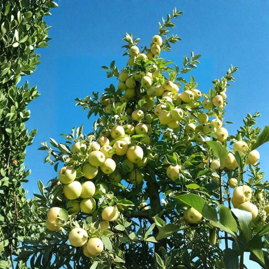 Golden Delicious Apple Tree Scions – 40 Organic Cuttings | 6–7 Inch Grafting & Rooting Scions | Heirloom Apple Propagation Wood