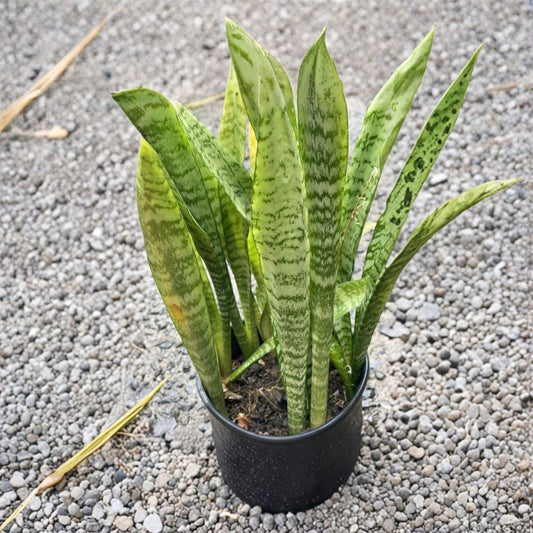 Sansevieria Snake Plant Cuttings – 3 Organic Leaf Cuttings | Hawaii Grown 4–6 Inch Starter Plants | Air Purifying Indoor Plant | Easy to Grow