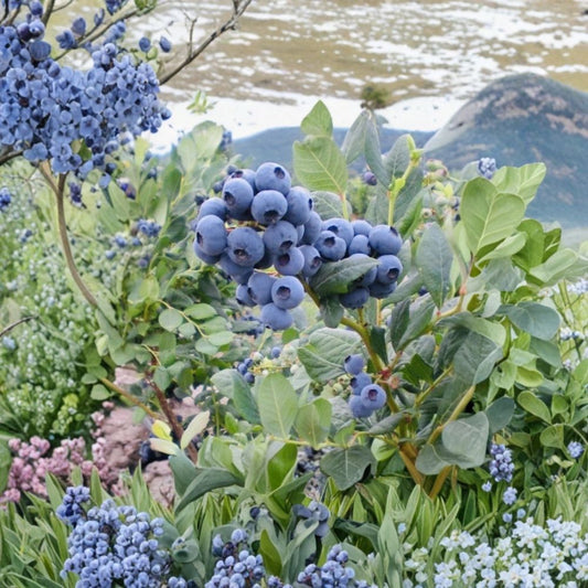 Blueberry Seeds – Sweet Fruit Plant | Non-GMO Fresh Harvest | Grow Your Own Berry Garden | Home Garden Starter