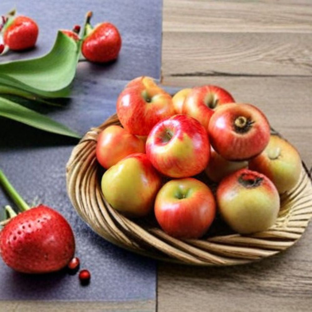 Honeycrisp Apple Tree – Malus domestica Live Bare Root | 2 Feet Tall | Sweet Crisp Apple Tree | Backyard Orchard Starter