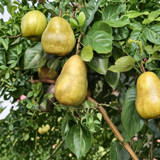 Gorham Pear – Pyrus communis 25+ Seeds for Planting | Fresh Seeds | FREE Shipping  Heirloom Dessert Pear | Sweet & Juicy Variety | Backyard Orchard Starter