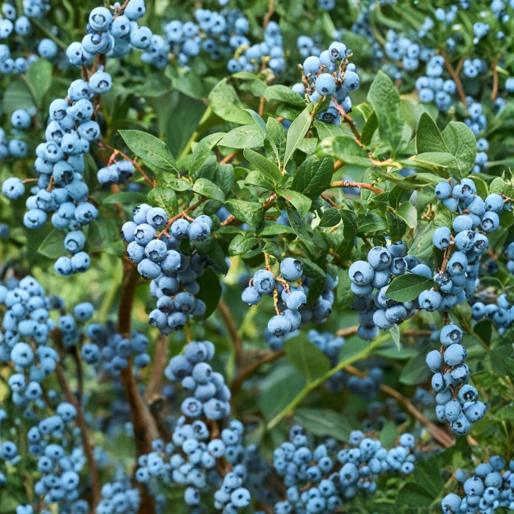 Duke Blueberry Plant – Northern Highbush Live Berry Bush | 2.5 Quart Pot | Early Season Large Berries | Cold Hardy Fruit Plant | Garden Ready