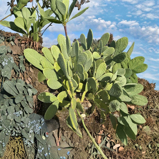 Green Prickly Pear – Opuntia species Live Cactus Pads | 20 Pad Bundle | Fast Rooting  Edible Fruit Variety | Hardy Desert Plant | Easy to Grow