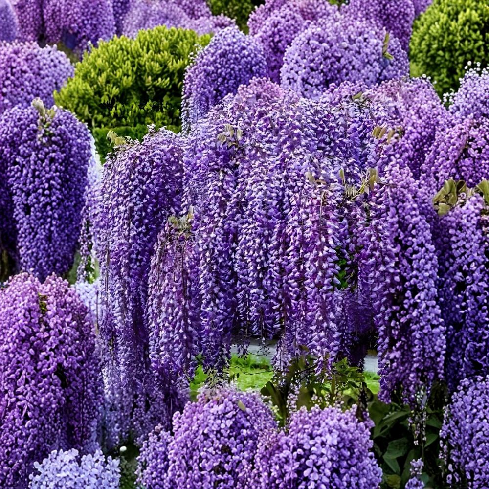 Purple Wisteria Vine – Live Bare Root (2 Pack) | 12–18 Inch Tall | Fast Growing Climbing Flower | Fragrant Cascading Blooms | Trellis & Arbor Plant