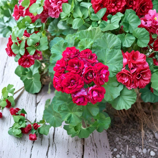 Geranium Double Red Cuttings – 4 Fresh Pelargonium Cuttings | Rare Heirloom Variety | Easy to Root Flower Plant | Garden & Patio Favorite