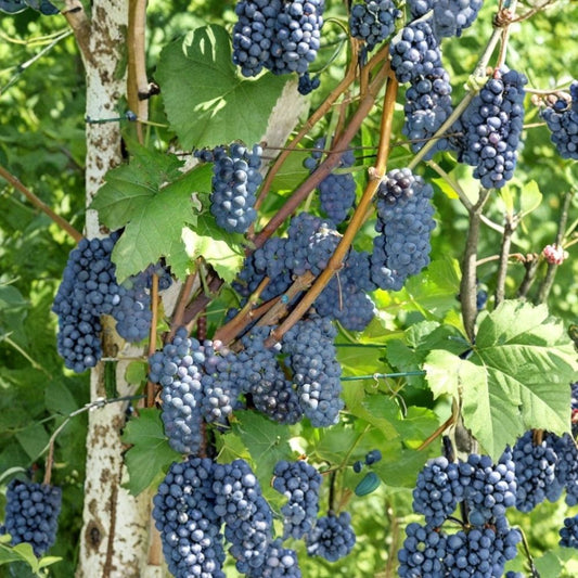 Leon Millot Grape Vine Cuttings – 5 Pack | Organic Wine Grape Variety | Cold Hardy Red Wine Vine | Easy to Grow