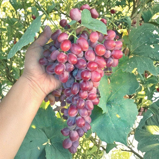 Crimson Seedless Grape Cuttings – 4 Unrooted Stems 10–11 Inch | Red Table & Raisin Grapes | Sweet Late Season Vine | Easy to Grow