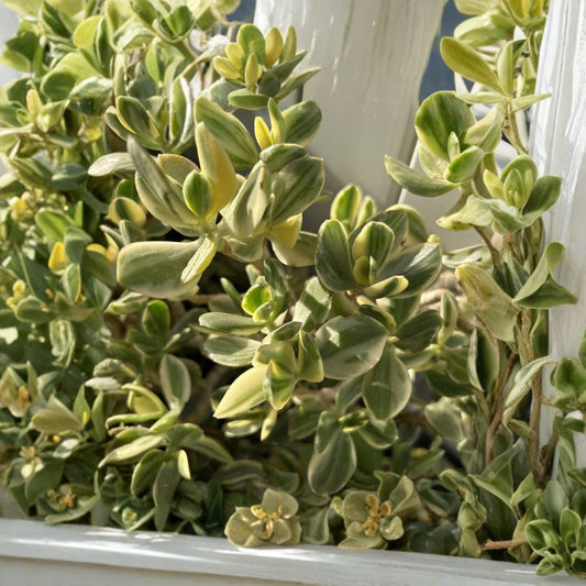 Variegated Jade Plant – 4 Rooted Cuttings | Crassula Ovata Money Tree | 3+ Inch Succulent Starter | Easy to Grow