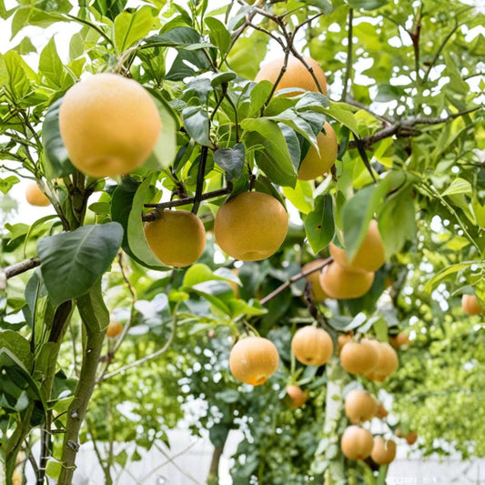 Asian Pear Tree Seeds – Pyrus pyrifolia 20 Seeds | Japanese / Oriental Pear | Hardy Fruit Tree  Crisp Sweet Fruit | Spring Blooms | Cold Hardy Zones 5–9
