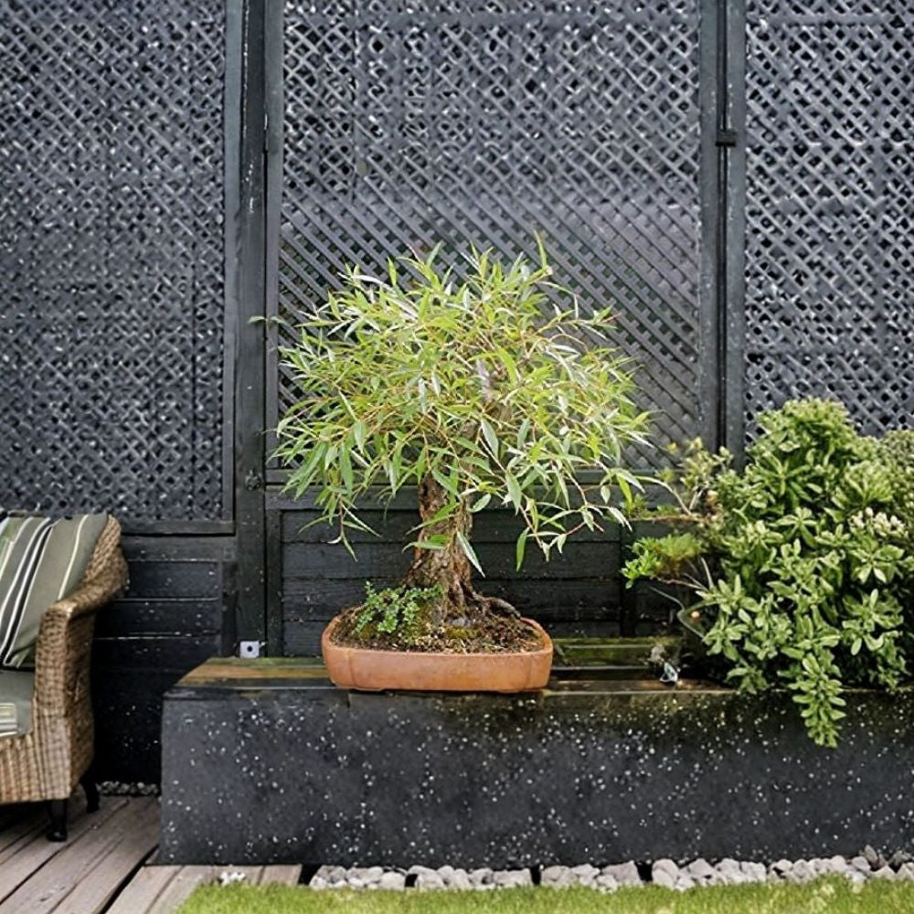 Globe Willow Bonsai Cutting – Large Thick Trunk | Fast Growing Tree | Salix Starter for Bonsai & Landscaping