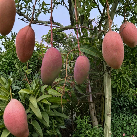 Red Lady Mango Tree – Mangifera indica Live Seedling | From Fresh Indian Seed | Fast Growing  Tropical Fruit Starter | Vigorous Growth | Original Seedling