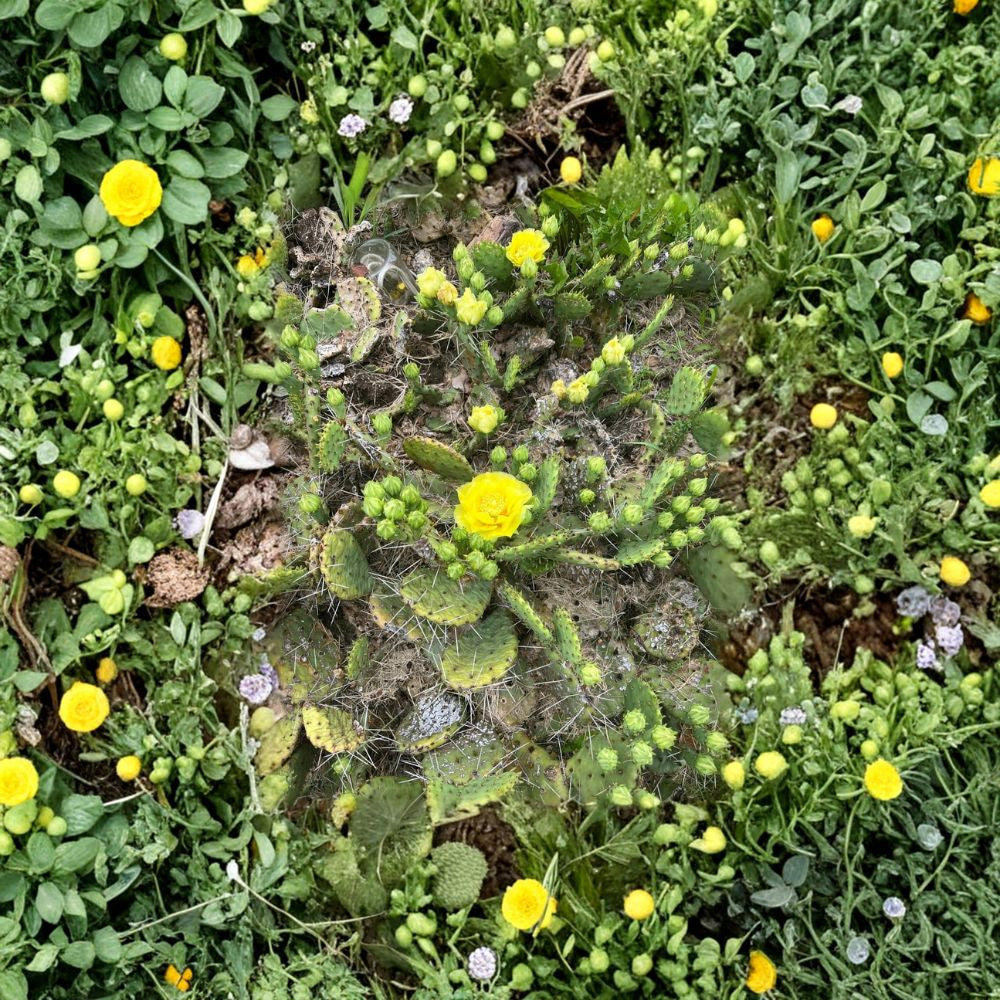 Winter Hardy Prickly Pear – Opuntia species Live Cactus Pad | Cold Hardy Variety | Easy to Grow  Outdoor Hardy Cactus | Edible & Flowering | Drought Tolerant