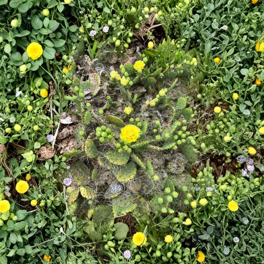 Winter Hardy Prickly Pear – Opuntia species Live Cactus Pad | Cold Hardy Variety | Easy to Grow  Outdoor Hardy Cactus | Edible & Flowering | Drought Tolerant