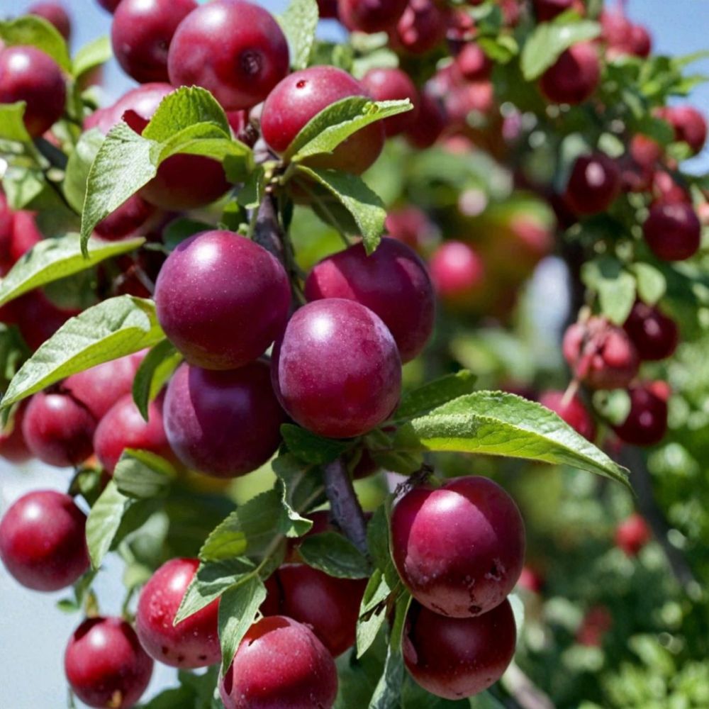 Santa Rosa Plum Tree – Prunus salicina Live Plant | Up to 3 Feet Tall | Sweet Juicy Plum Tree | Backyard Orchard Fruit Tree