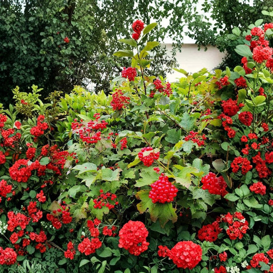 Viburnum opulus Cuttings – 15 Unrooted Cuttings | 6–7 Inch Snowball Bush | Chervona Kalyna | Flowering Shrub | Hardy Garden Plant
