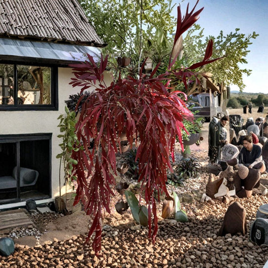 Rhipsalis ramulosa Red – 6 Cuttings | Pseudorhipsalis Mistletoe Cactus | Vibrant Red Trailing Succulent | Rare Tropical Plant