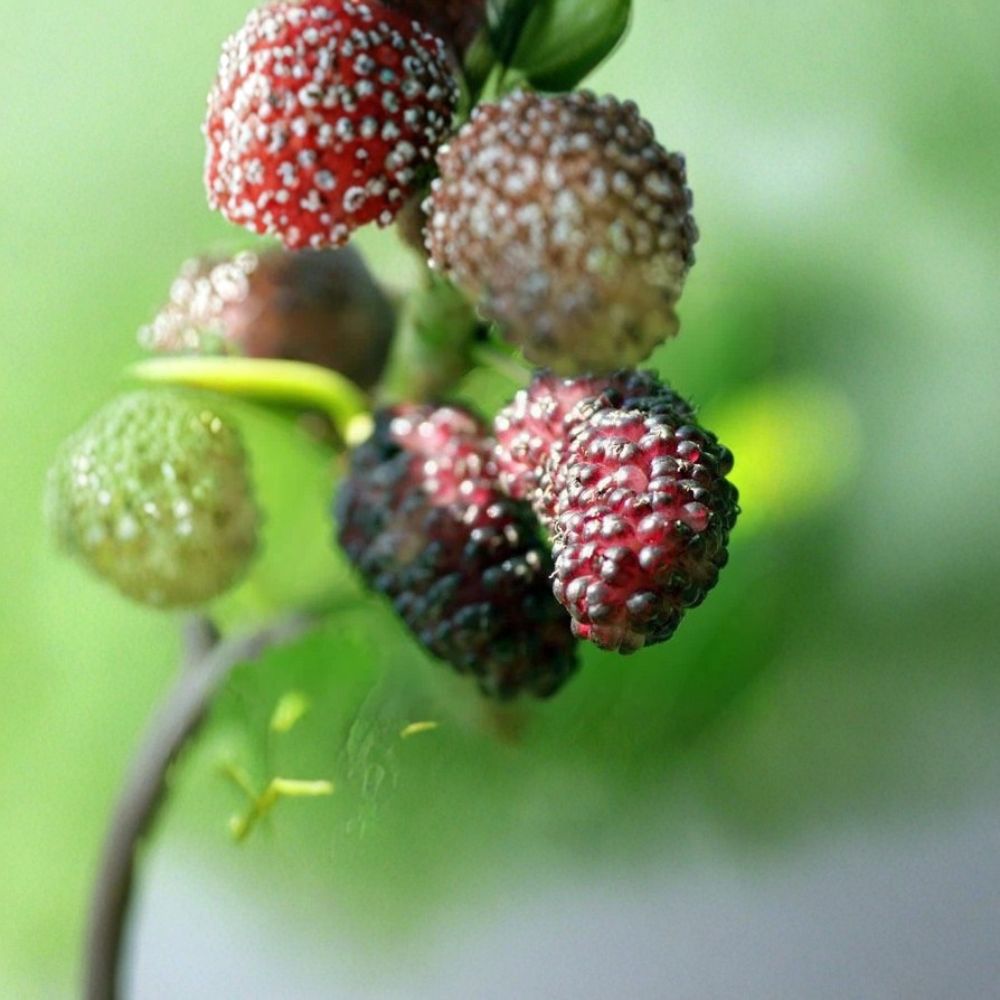 Illinois Everbearing Mulberry Tree – Morus alba × Morus rubra Live Plant | 12–16 Inch Starter | Sweet Berry Fruit Tree | Backyard Orchard Favorite | Container Friendly