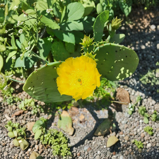 Yellow Blooming Prickly Pear – Opuntia species Live Cactus Pad | Yellow Flowering | Easy to Root  Drought Tolerant | Outdoor Hardy | Low Maintenance Plant