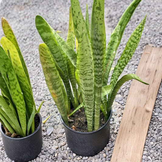 Sansevieria Snake Plant Cuttings – 3 Leaf Cuttings | 4–6 Inch Organic Starter | Easy Indoor Plant | Air Purifying Plant | Beginner Friendly