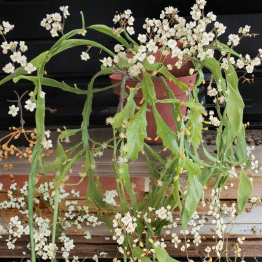 Rhipsalis Rhombea – 6 Inch Cutting | Jungle Cactus Live Plant | Trailing Epiphytic Cactus | Easy Indoor Hanging Plant