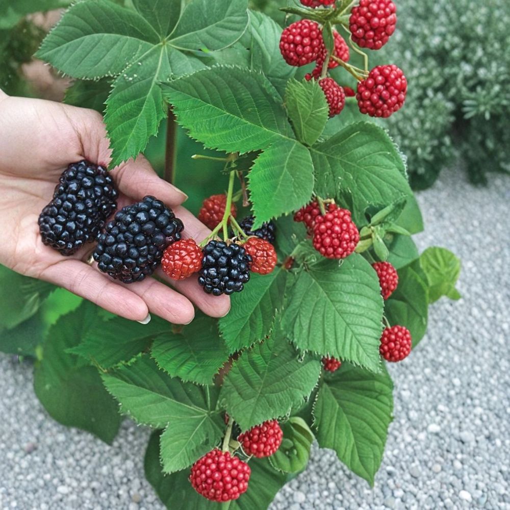 Kiowa Blackberry Plants – Rubus ‘Kiowa’ Starter Plugs | Set of 10 | Large Sweet Berries | High-Yield Thorny Variety | Bare Root Berry Plants