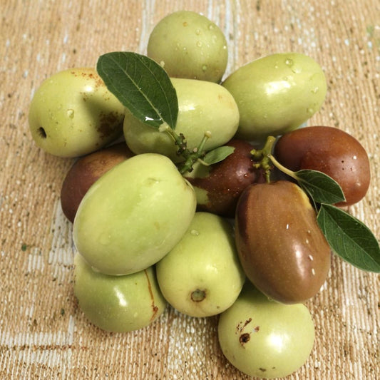 Jujube Tree “Lang” – 5 Cuttings | Chinese Red Date Scion Wood | Sweet Fruit Variety | Easy to Grow Fruit Tree Starter