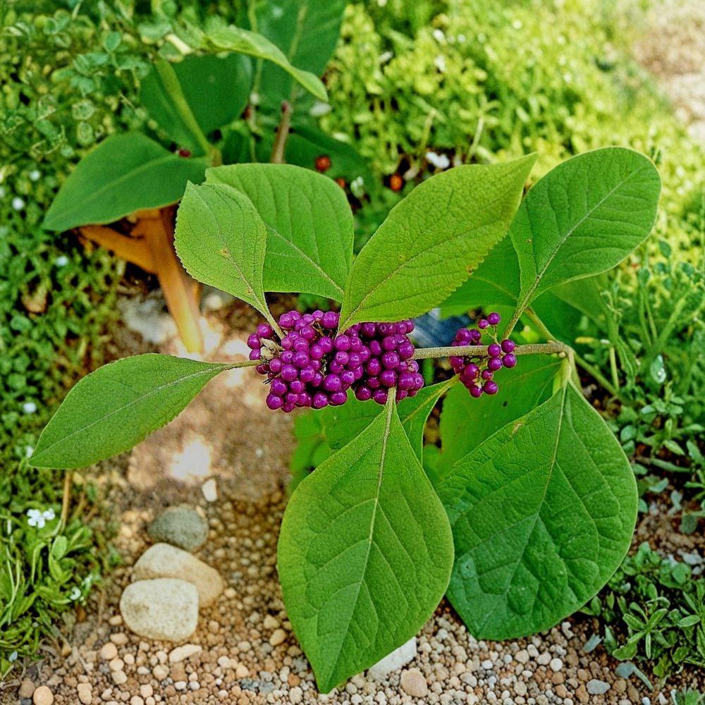 American Beautyberry Plant – Callicarpa americana Live Shrub | 1–2 Ft Tall | Purple Berry Ornamental Bush | Wildlife Friendly Garden Plant | Easy to Grow