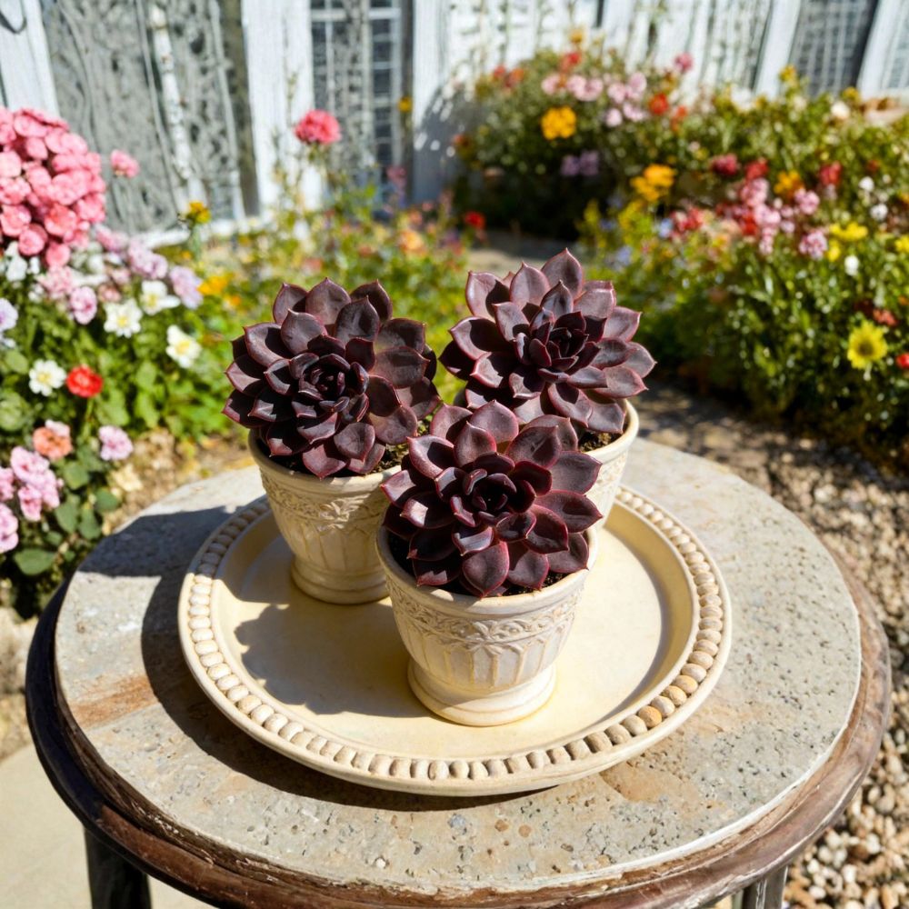 Echeveria Black Mamba – Rare Succulent Live Plant | 2.5 Inch Bare Root Succulent | Dark Rosette Indoor Plant | Easy Care Gift