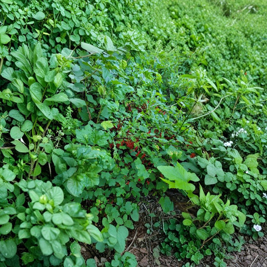 Red Lake Currant Cuttings – 10 Unrooted Cuttings | 4 Inch Dormant Cuttings | Ribes rubrum Fruit Plant | Cold Hardy Berry Bush | Easy to Grow