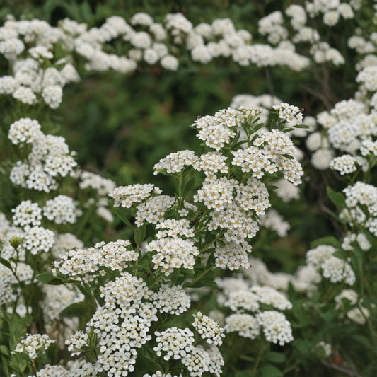 White Wedding Cake Spirea – 10 Unrooted Cuttings (6–8 Inches) | Bonus 2 Extra | Hardy Flowering Shrub | Easy Propagation Starter