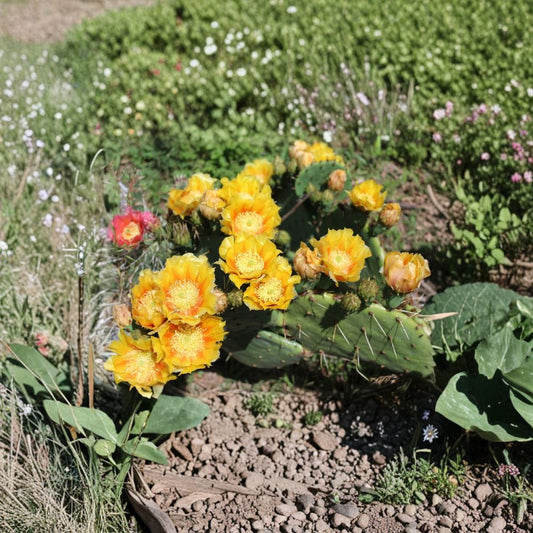 Plains Prickly Pear – Opuntia cymochila Live Cactus Pad | Large Yellow Blooms | Cold Hardy  Zone 4–8 Hardy | Ruffled Petals | Native Western Species