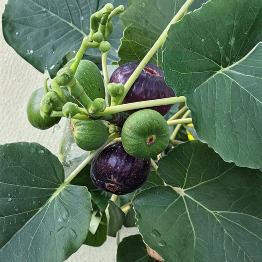 Black Mission Fig Tree – 10 Fresh Cuttings (6–8 Inches) | Sweet Classic Fig Variety | Ideal for Grafting & Rooting | Edible Garden Favorite