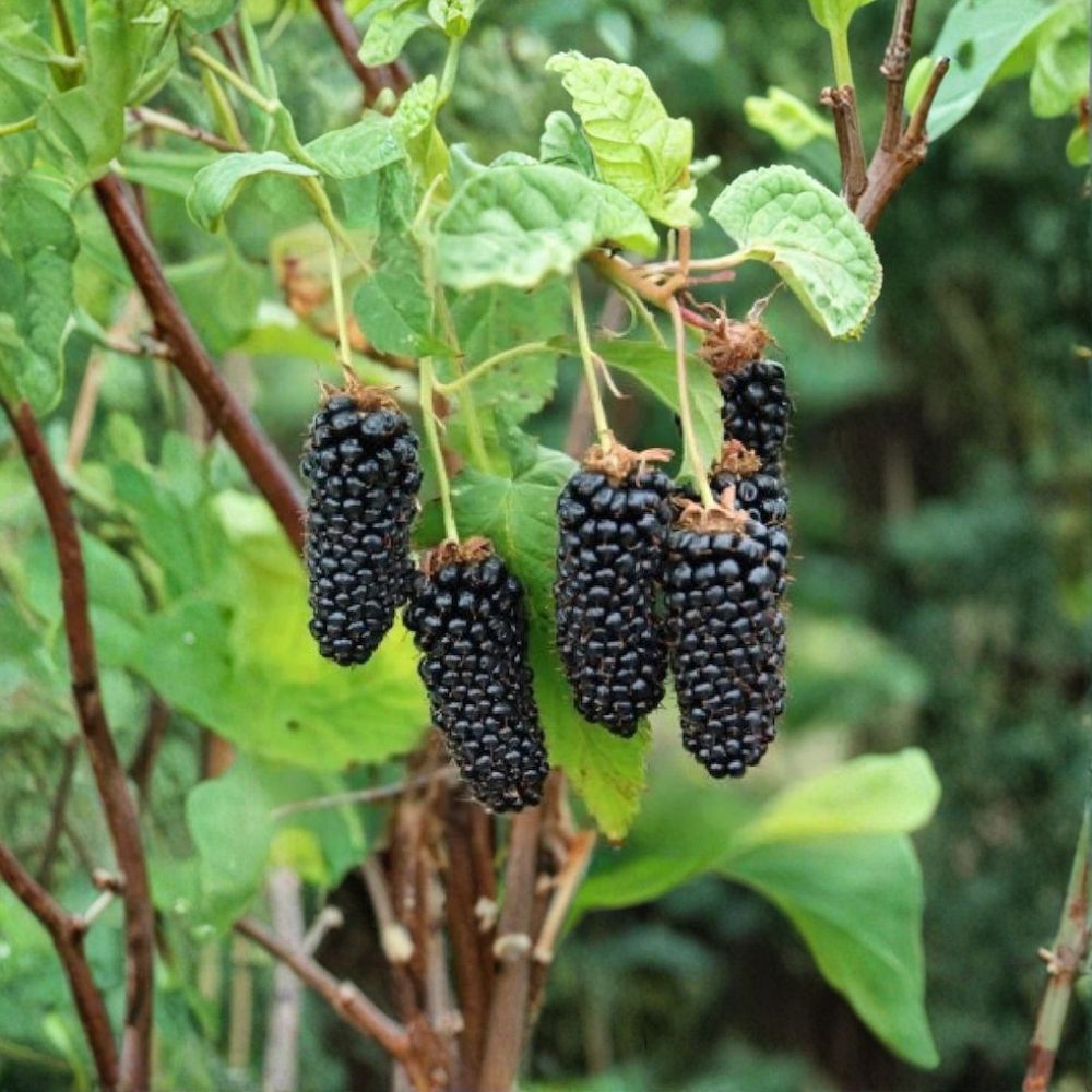 Sweet Giant Thornless Blackberry Plant – Live Berry Bush | 1–2 Year Old Well Rooted Plant | Large Sweet Berries | Primocane Fruiting Variety | Easy to Grow