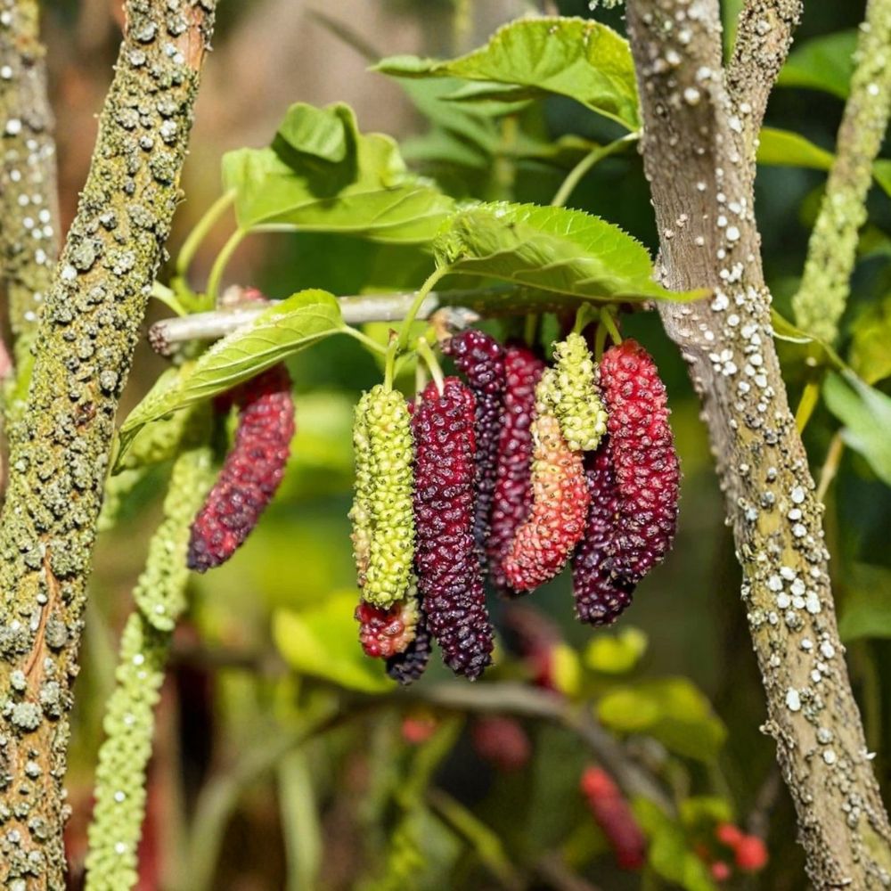 Pakistan Mulberry Tree – Morus macroura Live Starter Plant | 6–8 Inch Fruit Tree | Sweet Long Mulberries | Backyard Orchard Plant | Easy to Grow