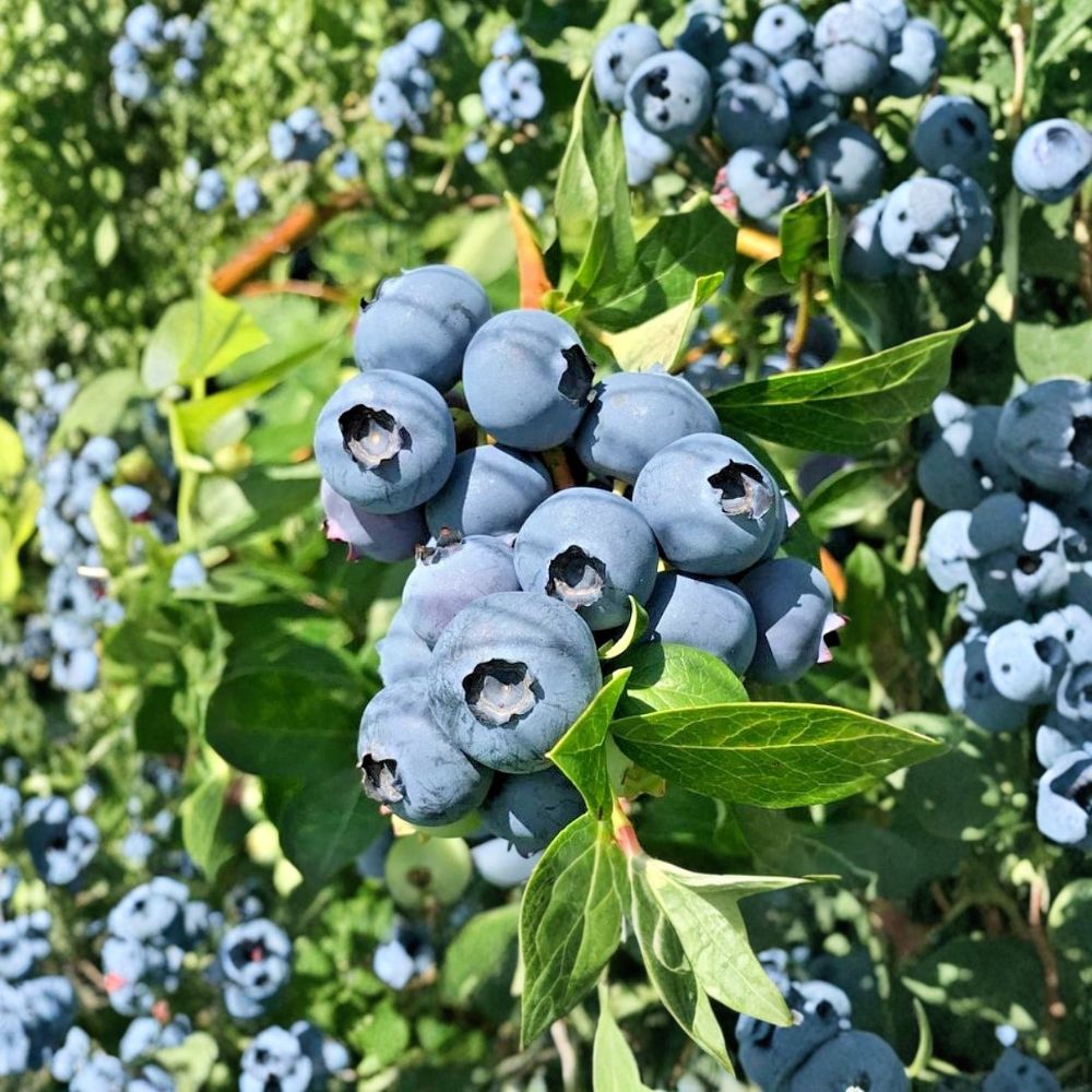 Chippewa Half Highbush Blueberry Plants – Vaccinium ‘Chippewa’ Live Set of 3 | 6–16 Inches Tall | Cold Hardy Berry Bush (No Pot)