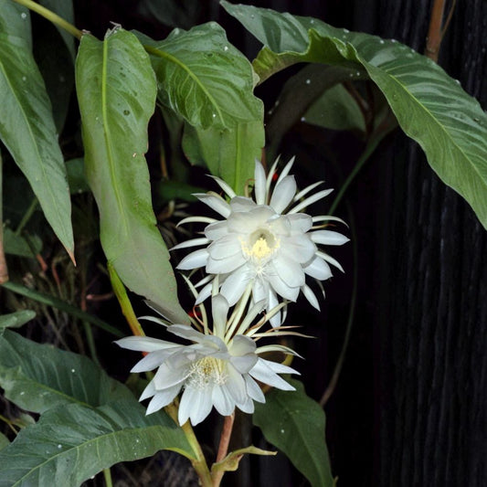 Epiphyllum Oxypetalum – Queen of the Night Cuttings (3 Pack) | 6 Inch Orchid Cactus | Night Blooming Cereus | Fragrant Flower Cactus