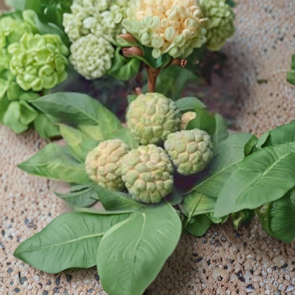 Sugar Apple Tree – Annona squamosa Live Seedling | 5–8 Inches Tall | Na Dai (Mãng Cầu Dai) Tropical Fruit Plant | Container Friendly