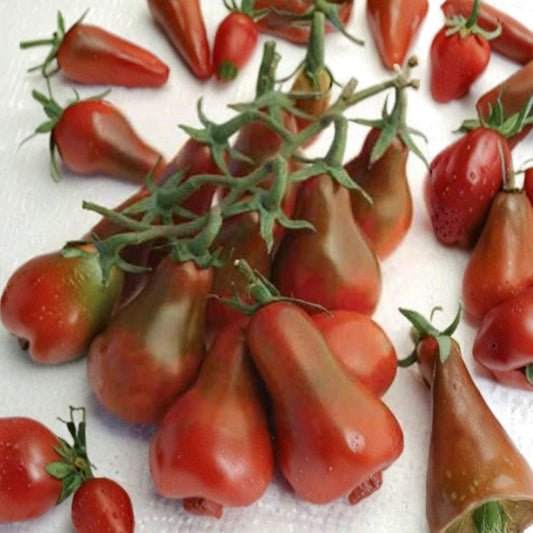 Chocolate Pear Tomato – Solanum lycopersicum Heirloom Tomato Seeds | 30+ Seeds | Indeterminate Variety  Pear Shaped Cherry | Rich Flavor | 70 Days to Harvest