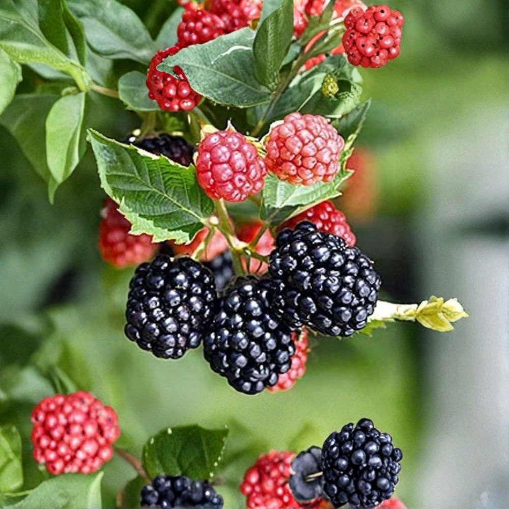 Triple Crown Thornless Blackberry Plants – Rubus fruticosus Live Plug Plants | Set of 3 | 1 Year Old Large Plugs | Sweet Summer Berries | Easy Garden Fruit