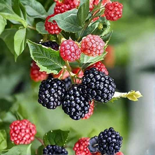 Triple Crown Thornless Blackberry Plants – Rubus fruticosus Live Plug Plants | Set of 3 | 1 Year Old Large Plugs | Sweet Summer Berries | Easy Garden Fruit