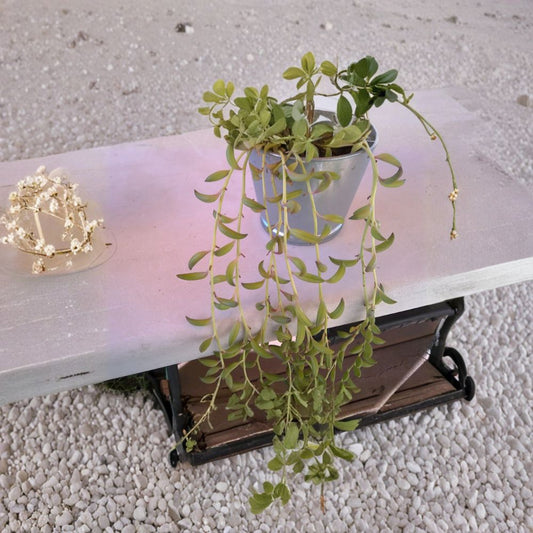 String of Bananas – Senecio Radicans Cuttings (5 Pack) | 6 Inch Succulent Vine | Trailing Hanging Plant | Easy Care Indoor Succulent