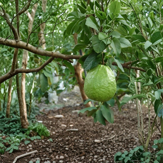 Thai Guava Tree – Psidium guajava Live Plant | 3–4 Feet Tall | Air-Layered / Grafted Tropical Fruit Tree | Backyard Garden Ready
