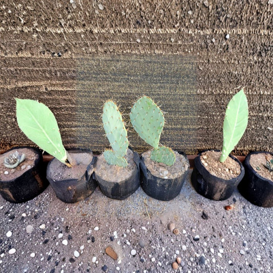 Prickly Pear Cactus – Opuntia species Live Cactus Cutting | 6–10 Inches | Ready to Root  Desert Succulent | Low Maintenance | Easy to Grow