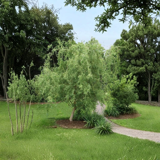 Corkscrew Willow Cuttings – 50 Fresh Cuttings | 8–12 Inch Curly Willow Branches | Fast Growing Tree | Easy to Root | Decorative & Privacy Tree